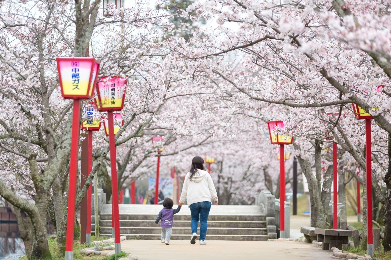 写真：桜が満開の並木道の様子
