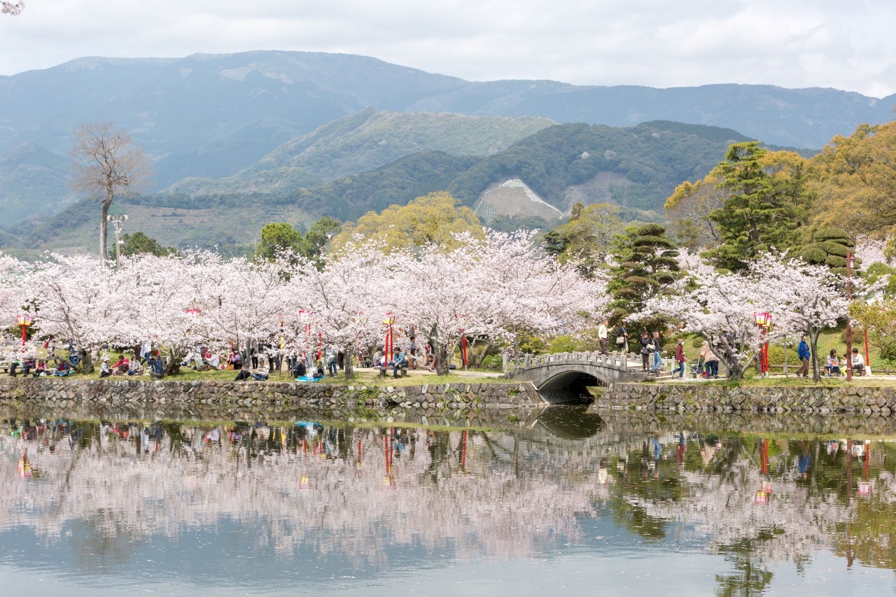 写真：水面に反射する満開の桜並木の風景