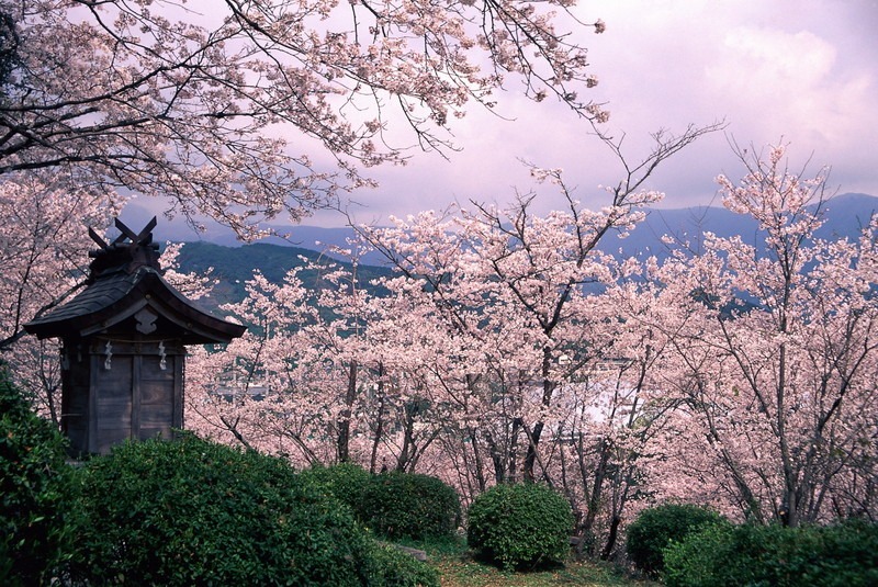 写真：桜が満開の写真