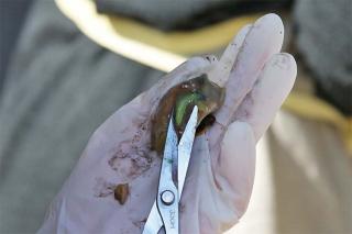 写真：割った巻貝の中身をハサミで取り出す様子