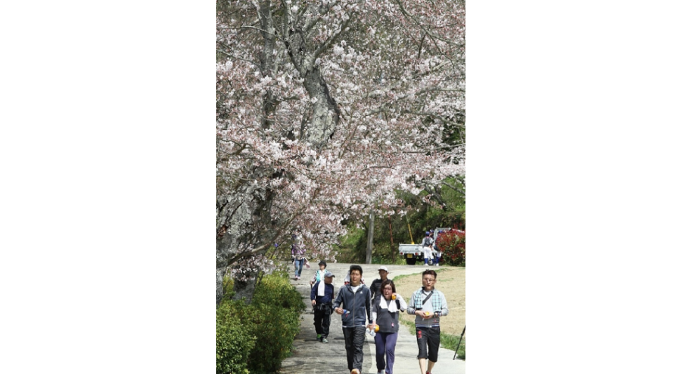 写真：桜並木をウォーキングする人々