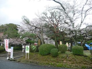 西渓公園桜まつりの入り口の写真