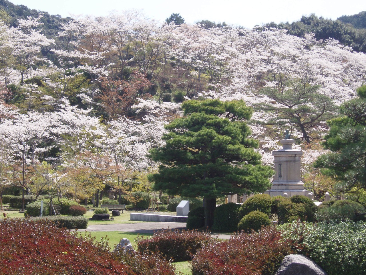 西渓公園に咲く桜の写真