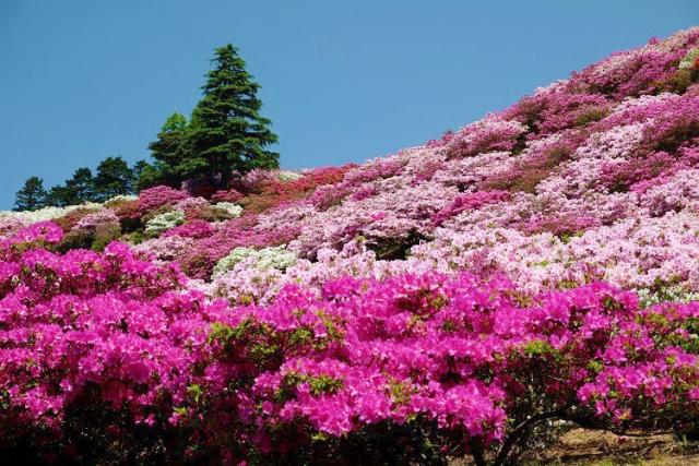 写真：斜面に咲いた色とりどりの満開のつつじ