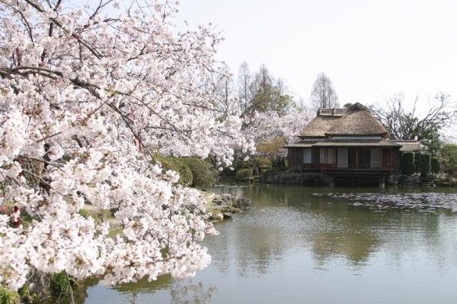 神野公園の桜の画像