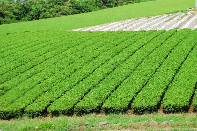 画像:嬉野の茶畑の写真