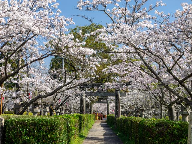 写真：旭ヶ岡公園(桜)