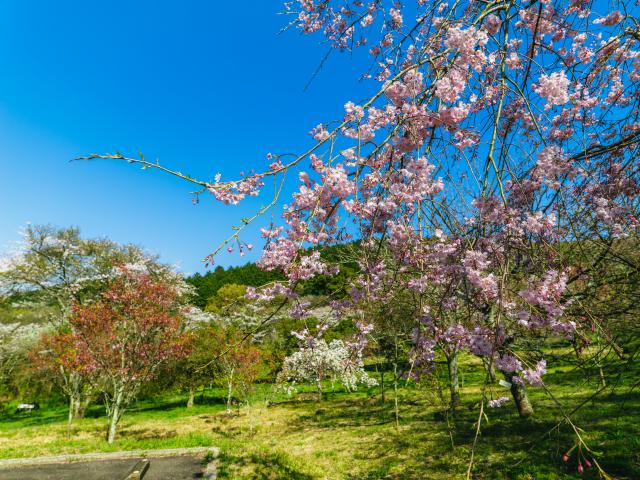 写真：健康の森公園(桜)