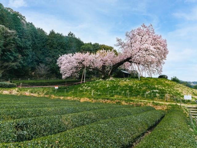 写真：納戸料の百年桜