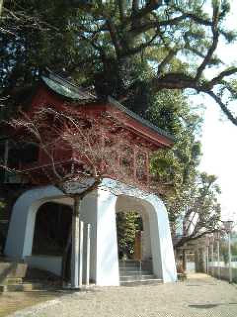 画像:伊萬里神社のむすびの大楠の写真