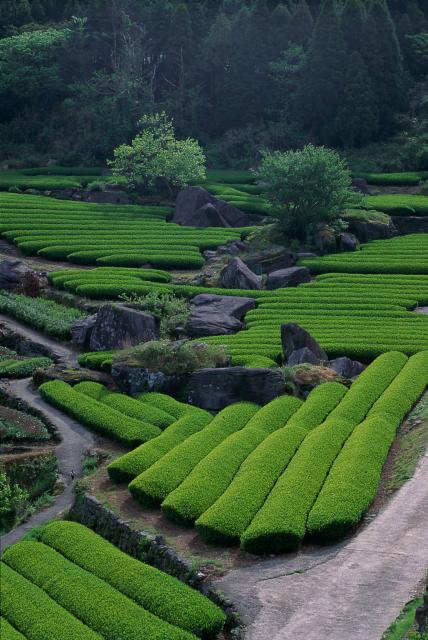 画像:茶畑の写真