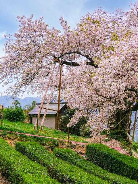 写真：納戸料の百年桜