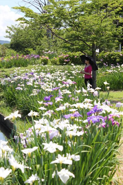 画像:大和中央公園花しょうぶ園の写真