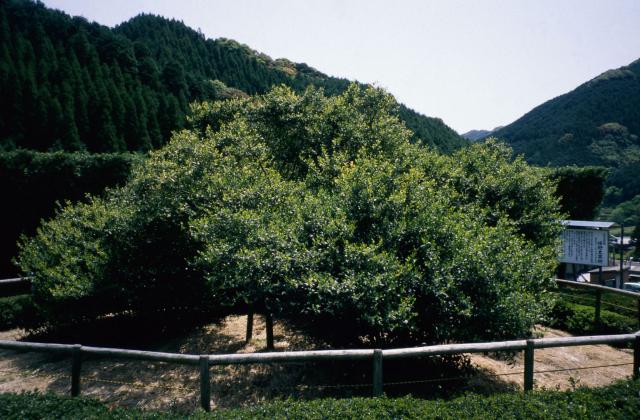 画像:大茶樹の写真