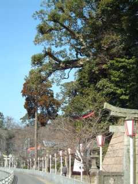 画像:伊萬里神社のむすびの大楠の写真