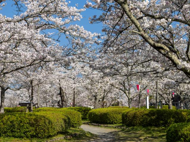 写真：旭ヶ岡公園(桜)
