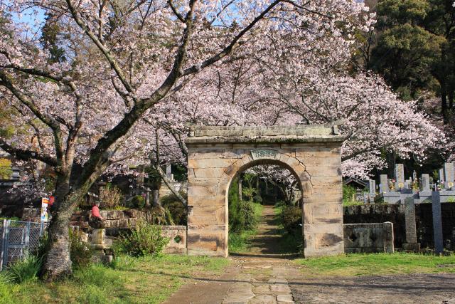 画像:円応寺の桜の写真