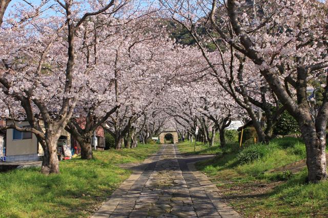 画像:円応寺の桜の写真