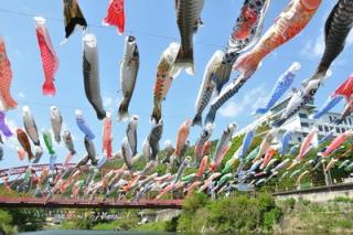 写真：川の上に飾られたたくさんの鯉のぼり