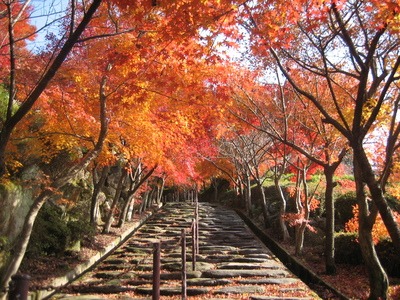 写真：紅葉した石段の並木
