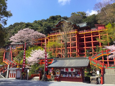写真：ご本殿の下の風景 桜と岩埼社がある