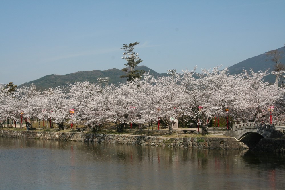写真：水辺の桜並木