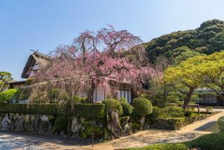 写真：建物と満開の桜が写った画像