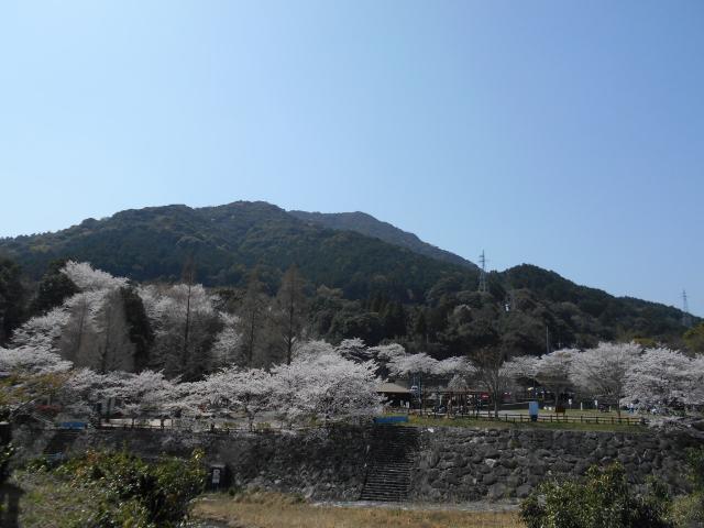 写真：仁比山公園の桜の様子