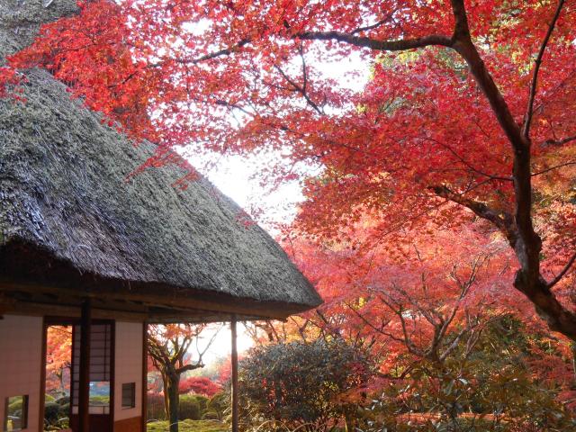 写真：九年庵の紅葉の様子