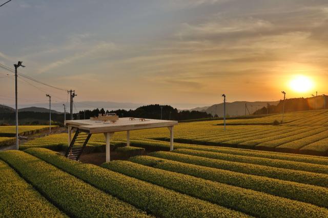 写真：茶畑に置かれた茶塔と夕陽の景色