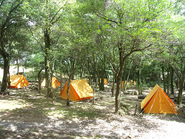写真：キャンプ場に黄色いテントがいくつも貼られている