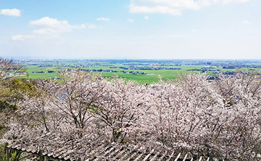 千葉公園の桜の画像