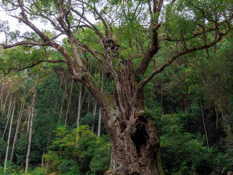 写真：武雄の大楠の幹に空いた洞