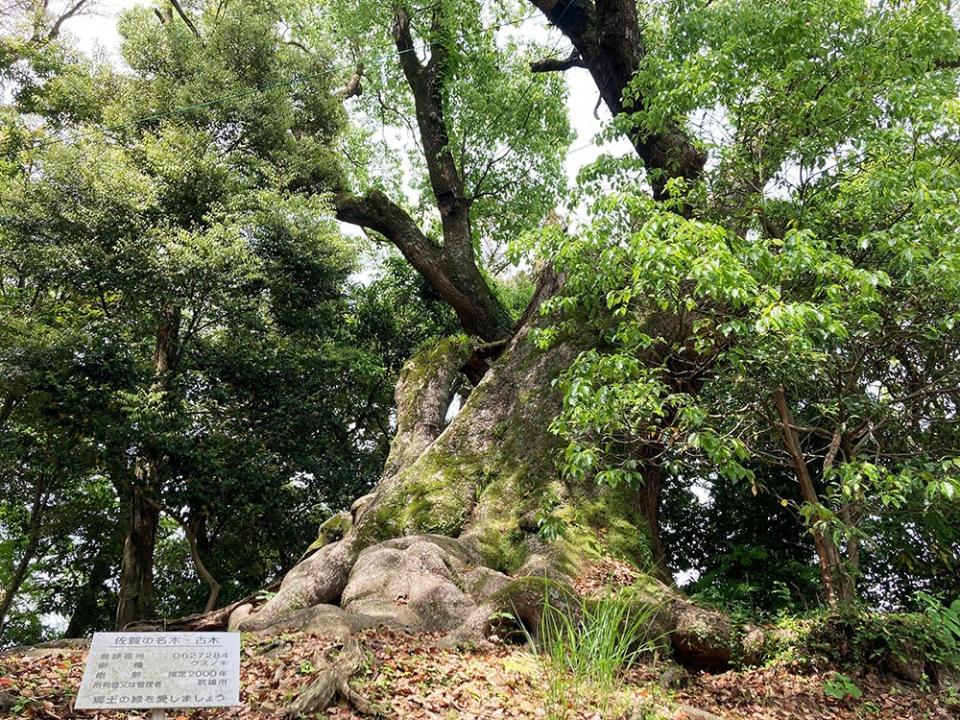 写真：坂の下から塚崎の大楠を見上げた風景。手前に表示版があり、「塚崎の大楠 樹齢2000年」と記載されている