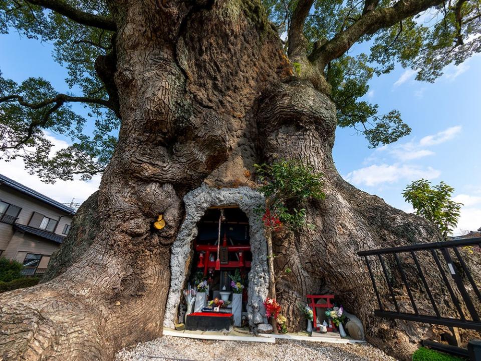 写真：川古の大楠の幹に空いた洞に設置された稲荷社の祠