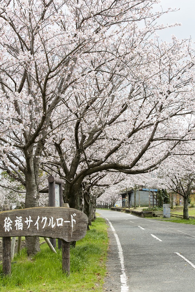 徐福サイクルロードの桜並木の画像1