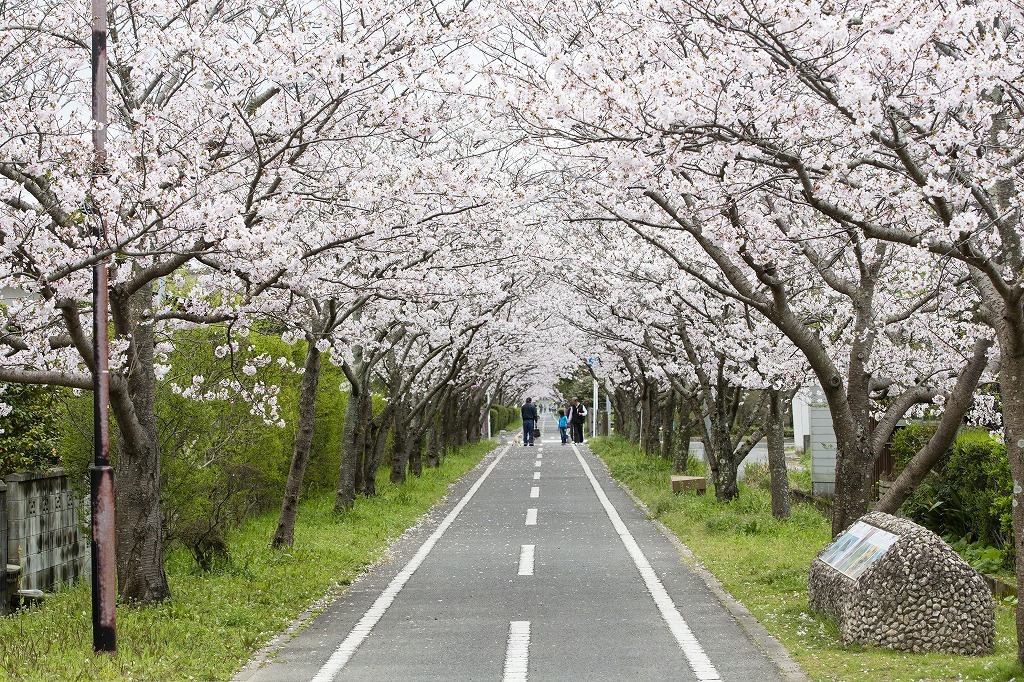 徐福サイクルロードの桜並木の画像2