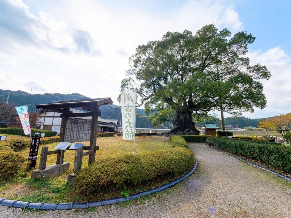写真：川古の大楠公園の入り口から、大楠をのぞむ風景。手前左側に「天然記念物 川古のクス」の看板が立っている