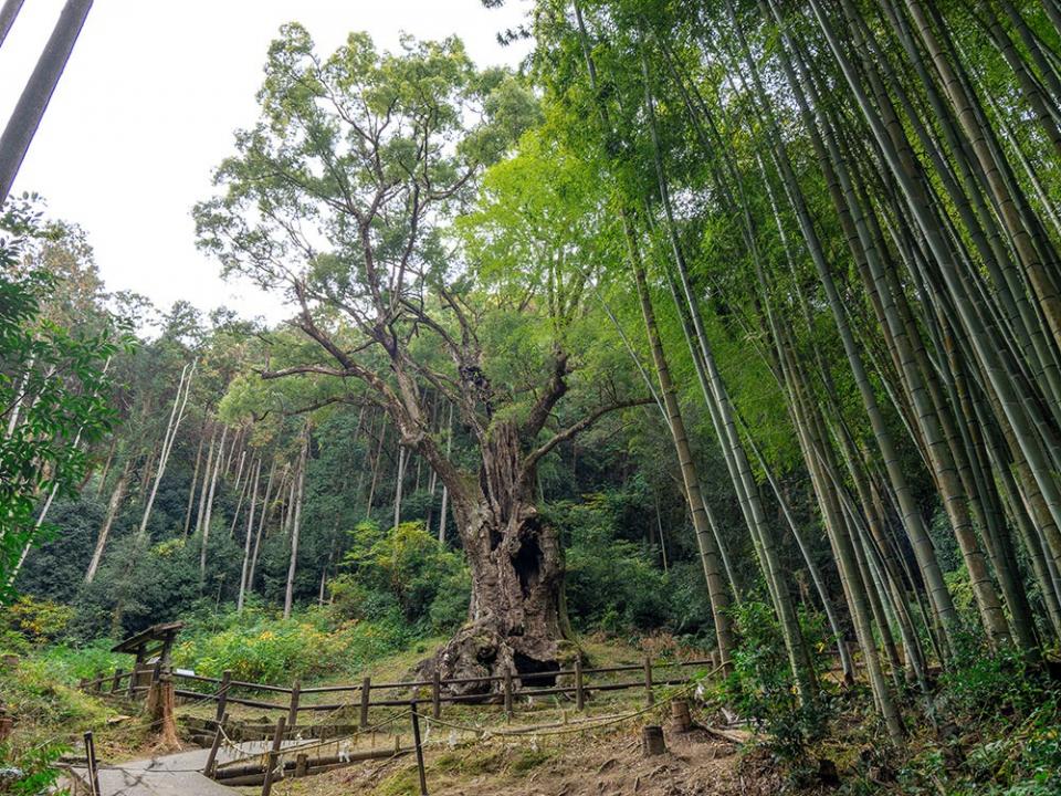写真：右側に竹林があり、画面中央に武雄の大楠がある風景。武雄の大楠の奥は森