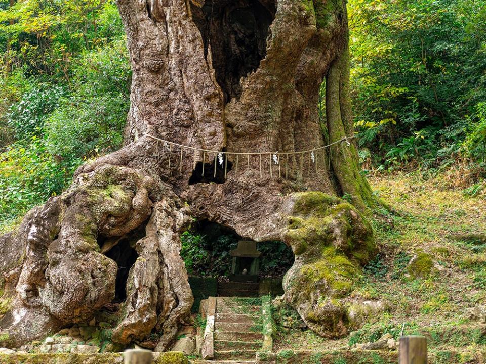 写真：武雄の大楠の根元近くの幹に空いた洞。中に祠が見える