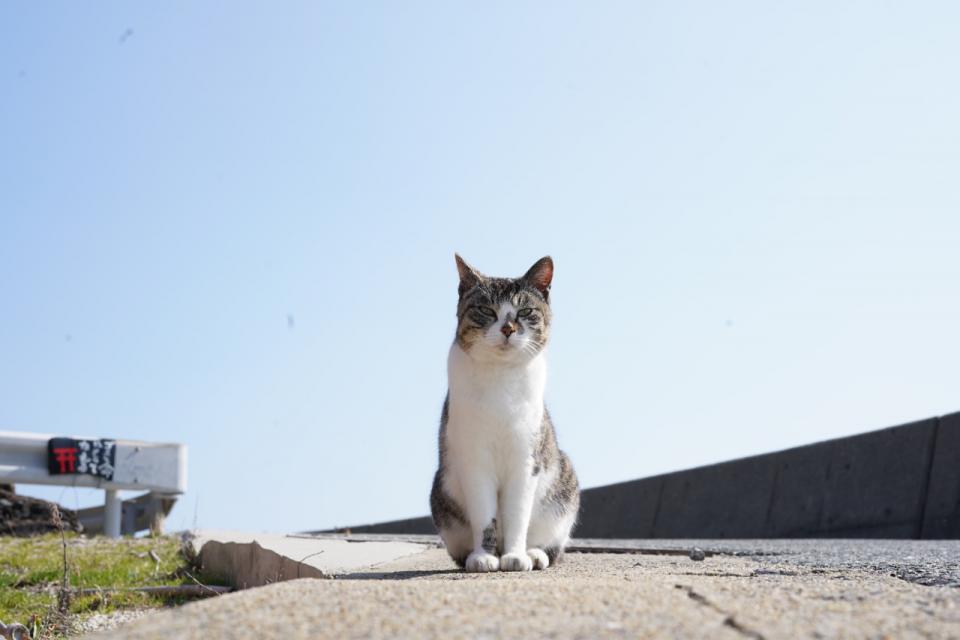 写真：加唐島で出会った猫