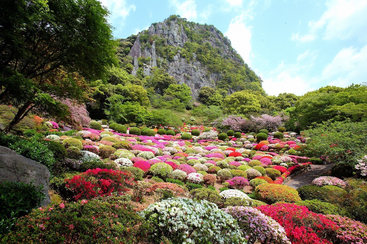 写真：奥に御船山があり、手前でツツジが花を咲かせている風景