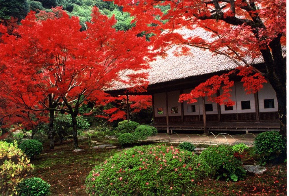 写真：立木が紅葉している庭園の様子