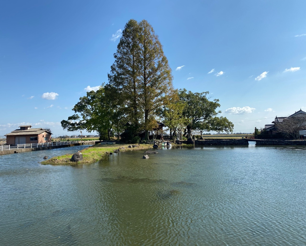 写真：池のほとりに大きな木が立っている様子