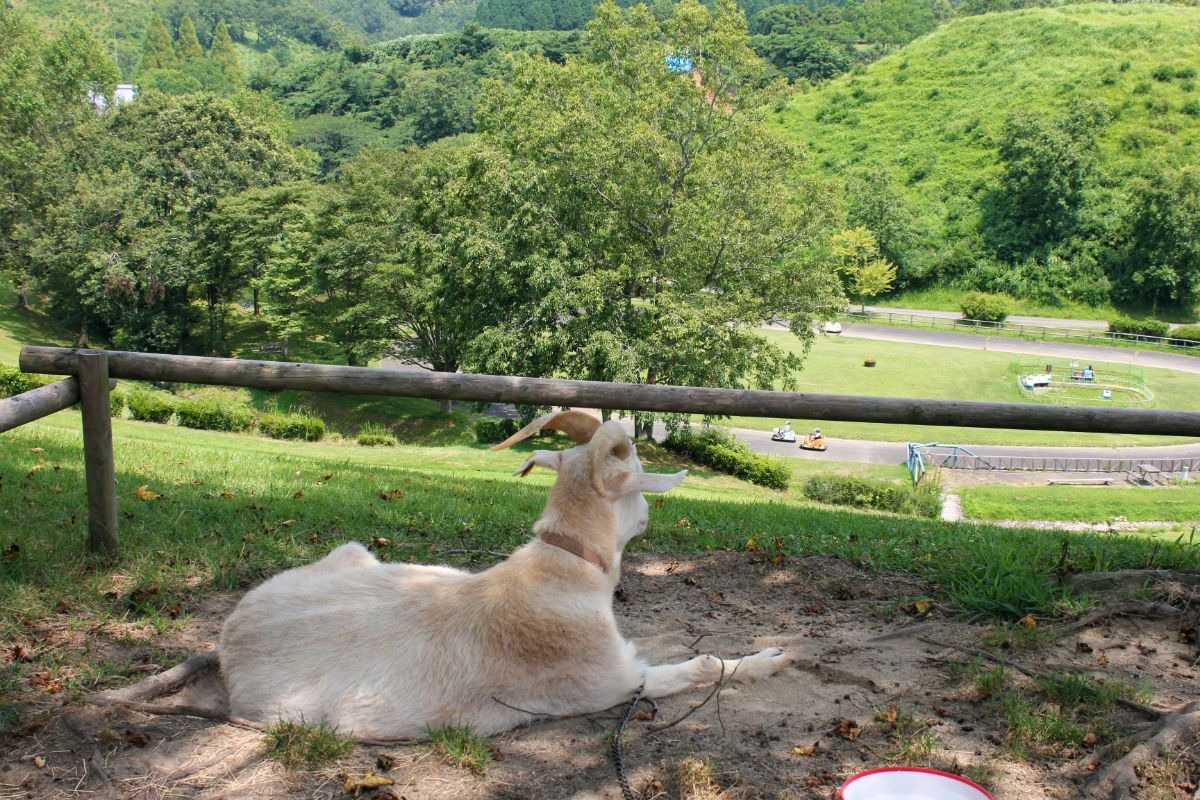 写真：小高い丘にヤギが座り、どんぐり村の風景を見おろしている様子