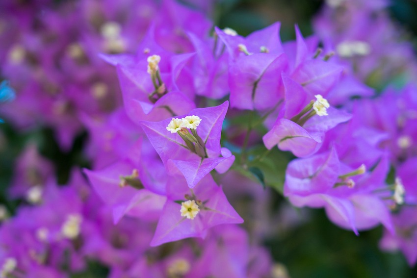 写真：紫色のブーゲンビリアの花が群生している様子