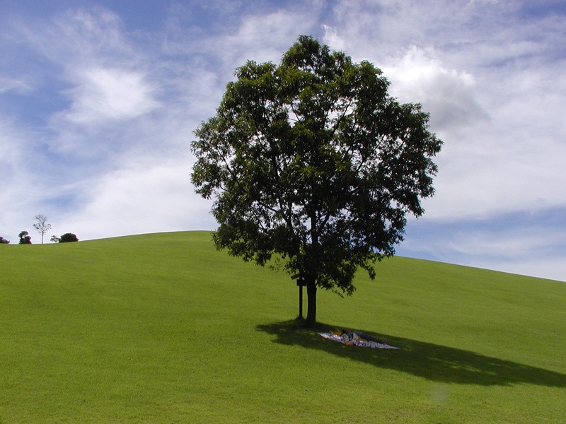 写真：草原に一本の木が立っている風景