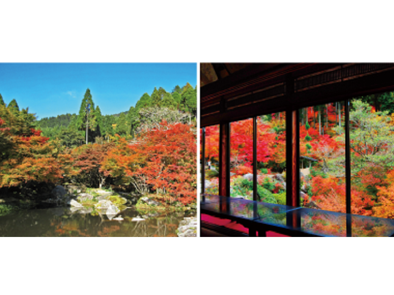 写真：昼間の森の風景と、建物から眺める紅葉の写真