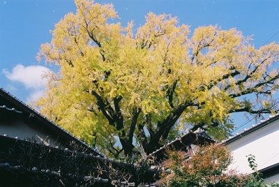 写真：巨大な大公孫樹