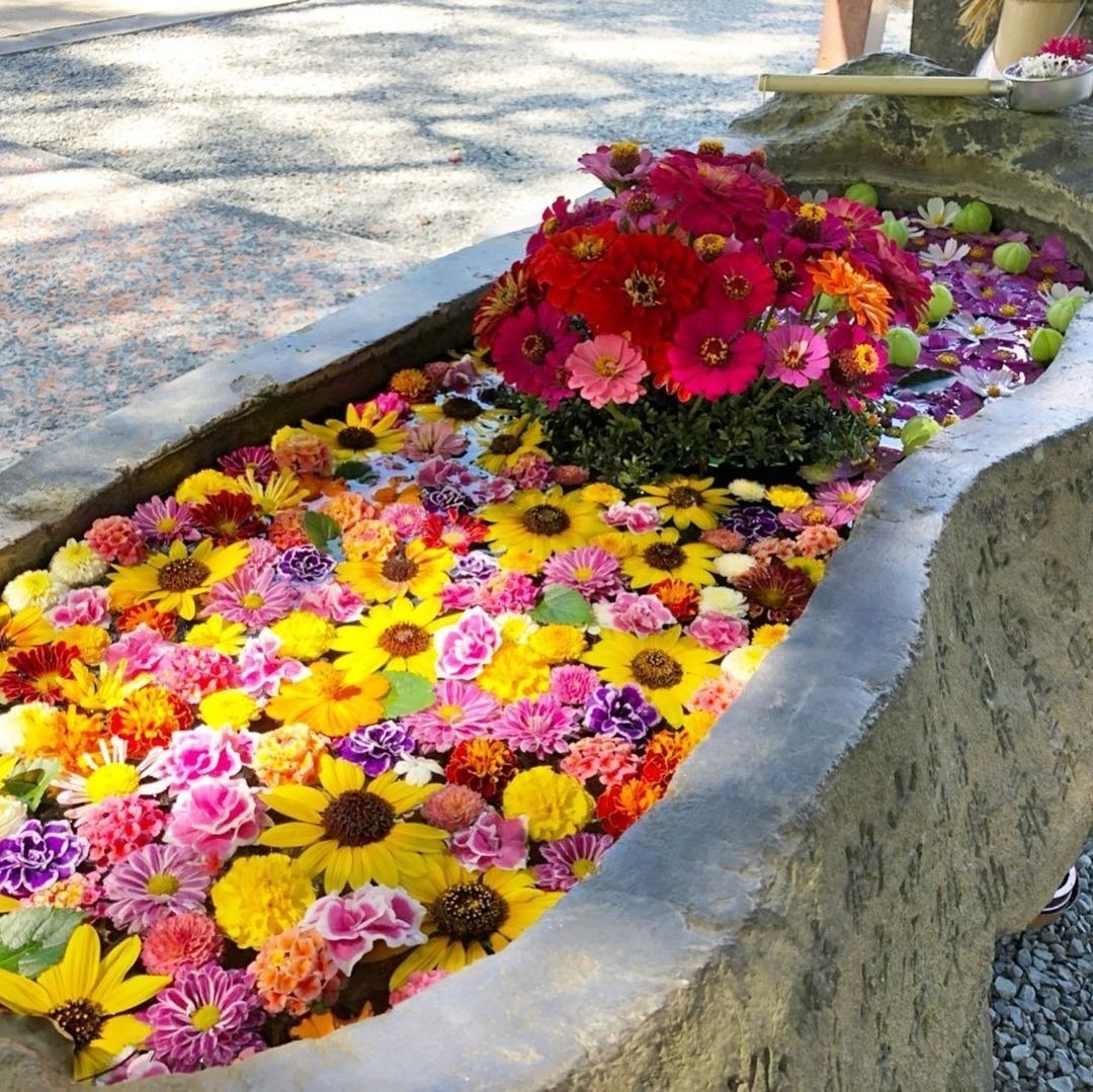 写真：手水舎にお花を浮かべて飾る花手水
